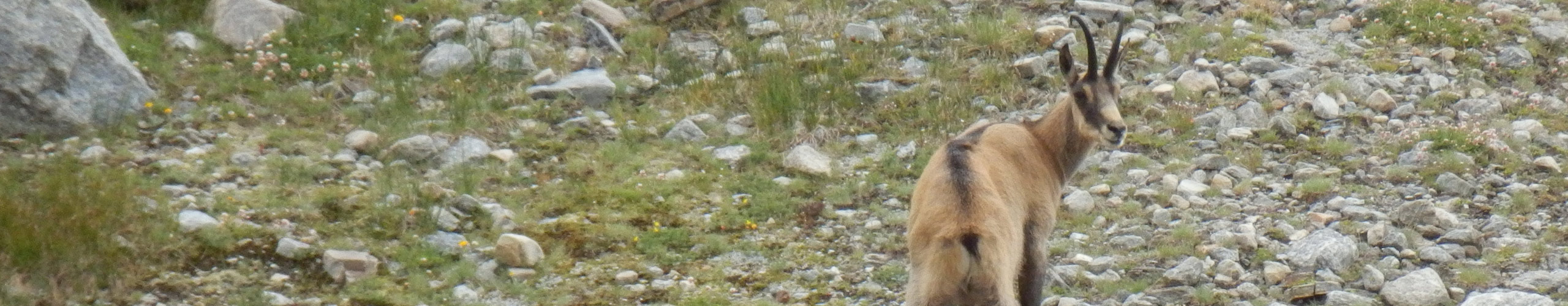 chamois dans le parc national italien